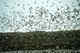 Kittiwakes.  Massive group gatherings prior to migration.