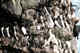 Murres on cliff nesting sites.