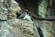 Parakeet auklets.