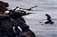 Murres and Horned Puffins on nesting cliffs.