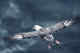 Fulmar.