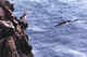 Horned puffins.