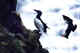 Common Murres.