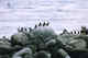 Least Auklets.