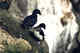 Parakeet Auklets.