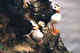 Horned puffin billing behavior.