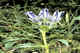 Whitish gentian.