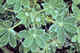 Nootka lupin leaves.