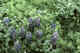 Nootka lupins.