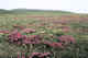Red Nootka lupins on tundra. 