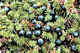 Crowberry.