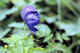 Monkshood.