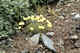 Bog Saxifrage.