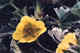 One-flowered Cinquefoil.