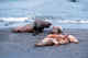 Male steller sea lion and harem. Behavioral shots (part of a sequence). Commander Islands.