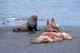 Male steller sea lion and harem. Behavioral shots (part of a sequence). Commander Islands.