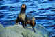Seal just coming out of the sea to the rookery.