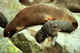 Female fur seal and her pup.  Note flyes which are always present on the fur.