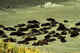 Fur seal haulout area close to village, Pribilofs.