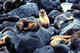 Seals in rookery, Pribilofs.