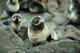 Seal pup's fur beginning the gold phase of the fur around the neck.