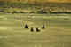 Juvenile fur seals on the sands, Pribilofs.