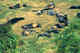 Juvenile seals in haulout Pribilof Island.  (Note the 