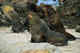 Male fur seals ready to be breeders in the rookery, Pribilofs.
