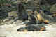 Juvenile fur seals in haulout, Pribilofs.