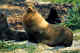 Bull seal, Probilofs.