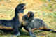 Two juvenile seals practicing to be grown up.  Sparring and shoving. Pribilofs.