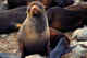 Juvenile fur seal. Probilofs.