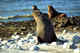 Juvenile seal, Commander Islands.