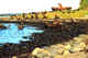 Fur seals among the kelp beds along the shores, Commander Islands.