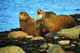 Bull seal on rocks surrounded by kelp. Commander Islands.