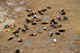 Haulout area of juviniles in the gold phase of the pup fur. Commander Islands.