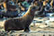 Juvenile in the haulout grounds. Commander Islands.