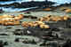 Steller sea lion haulout among Northern fur seals. Commander Islands.