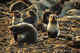 Seal pups in rookery on rotting kelp. Commander Islands.
