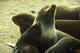 Pup and female identify each other by voice and smell. Commander Islands.