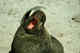 Note the incisors in the jaw of this juvenile male. Commander Islands.