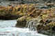 Kelp on rocks.  The rich marine flora flourishes in part from nutrients brought up by wave action. St. Paul.  Pribilofs.