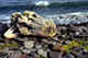 Tree stump washed up on the beach. Bering Island. Commanders.