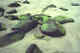 Rocks covered with lichen on the beach. Bering Island. Commanders.