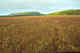 Tundra full of berry patches. Bering Island. Commanders.