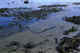 Kelp in shallow tidal waters.  Bering Island, 1995