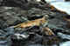 Harbor seals. Toporkov Island, Commander Islands.