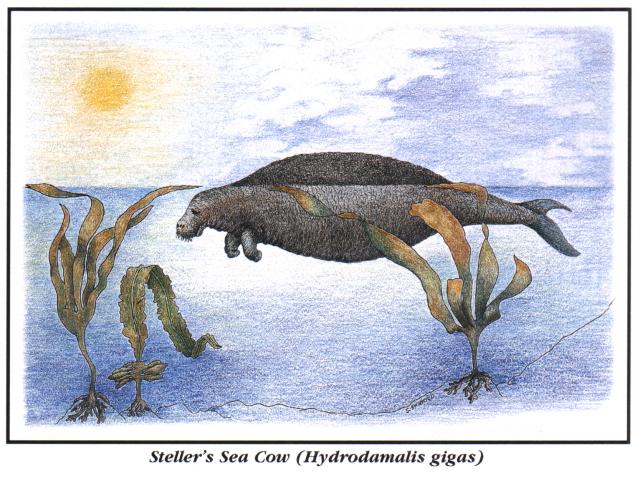 Sea cow
