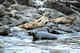 Harbor seals taken for subsistence food by Aleut native people. Nikolskoye village, Bering Island.  Commanders.